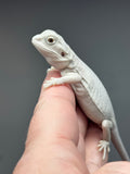 #1397, female, hypo, leatherback, possible het wits/trans Zero Bearded Dragon for sale