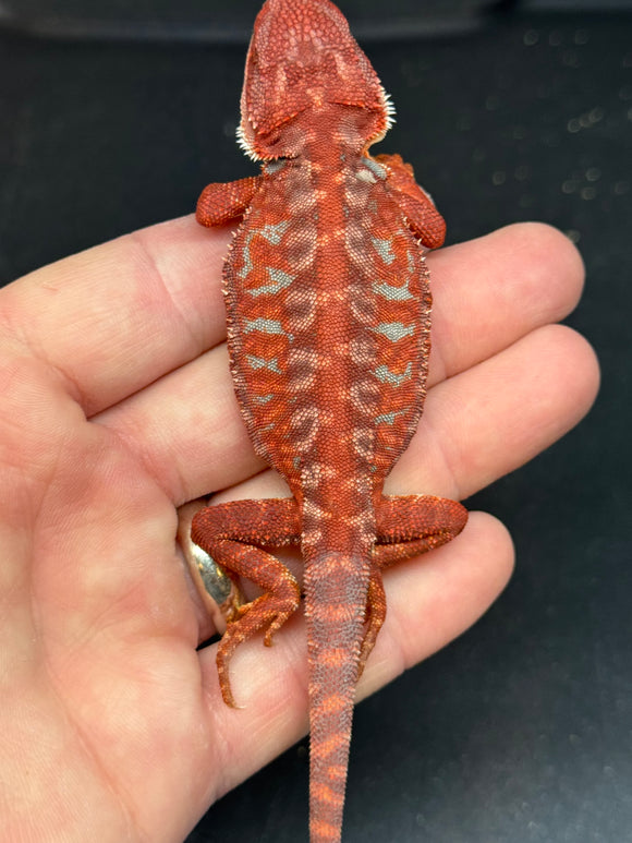 RM404 female, 100% red monster, hypo, blue bar, leatherback