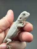 #1397, female, hypo, leatherback, possible het wits/trans Zero Bearded Dragon for sale