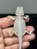 #1397, female, hypo, leatherback, possible het wits/trans Zero Bearded Dragon for sale