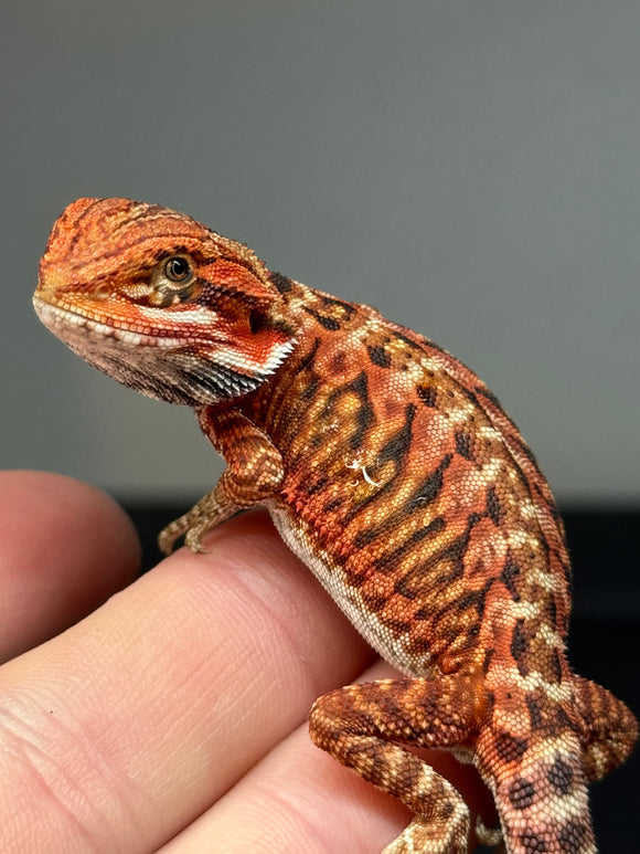 RM405 female, 50% red monster, het hypo, tiger, leatherback