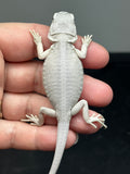 #1398, female, hypo, leatherback, possible het wits/trans Zero Bearded Dragon for sale