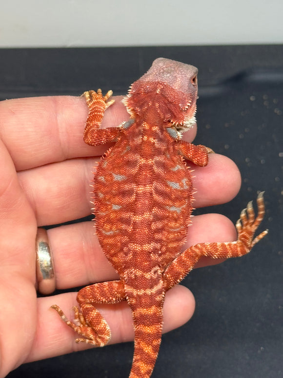 RM406 male, 100% red monster, leatherback, hypo, tiger, blue bar