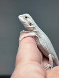 #1398, female, hypo, leatherback, possible het wits/trans Zero Bearded Dragon for sale
