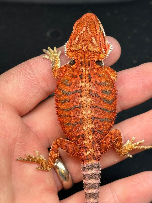 RM408 female, 50% Red Monster, het hypo