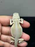 #1399, Male, hypo, leatherback, possible het trans/zero, Witblits Bearded dragon for sale
