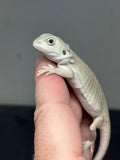 #1399, Male, hypo, leatherback, possible het trans/zero, Witblits Bearded dragon for sale