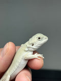 #1399, Male, hypo, leatherback, possible het trans/zero, Witblits Bearded dragon for sale