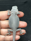 #1400, female, hypo, trans, possible het wits, Zero Bearded Dragon for sale