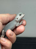 #1400, female, hypo, trans, possible het wits, Zero Bearded Dragon for sale