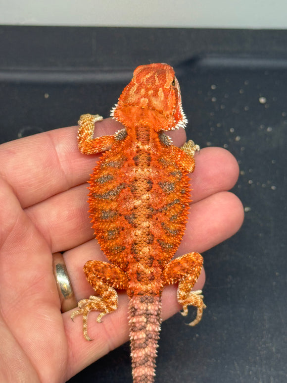 RM410 female, 50% Red Monster, het hypo