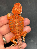 RM410 female, 50% Red Monster, het hypo