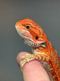 RM410 female, 50% Red Monster, het hypo