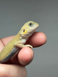 #1401, Male, hypo, trans, leatherback, possible het zero, Witblits Bearded dragon for sale