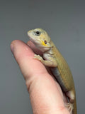 #1401, Male, hypo, trans, leatherback, possible het zero, Witblits Bearded dragon for sale