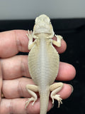 #1402, Male, hypo, possible het trans, possible het zero, Witblits Bearded dragon for sale