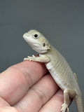 #1402, Male, hypo, possible het trans, possible het zero, Witblits Bearded dragon for sale