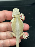 #1403, Female, hypo, possible het trans, possible het zero, Witblits Bearded dragon for sale