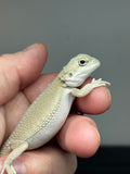 #1403, Female, hypo, possible het trans, possible het zero, Witblits Bearded dragon for sale