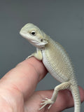 #1403, Female, hypo, possible het trans, possible het zero, Witblits Bearded dragon for sale