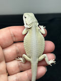 #1404, Female, hypo, leatherback, possible het trans, possible het zero,  Witblits Bearded dragon for sale