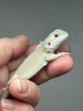 #1404, Female, hypo, leatherback, possible het trans, possible het zero,  Witblits Bearded dragon for sale