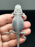 #1405, female, hypo, trans, leatherback, possible het Witblits Zero Bearded Dragon for sale
