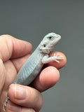 #1405, female, hypo, trans, leatherback, possible het Witblits Zero Bearded Dragon for sale