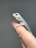 #1405, female, hypo, trans, leatherback, possible het Witblits Zero Bearded Dragon for sale