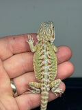 HZ49 female, hypo, leatherback, het zero, het trans