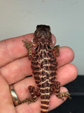 RM413 female, 100% Red Monster, het hypo