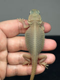 #1406 Female, hypo, trans, possible het zero, Witblits Bearded dragon for sale