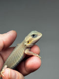 #1406 Female, hypo, trans, possible het zero, Witblits Bearded dragon for sale