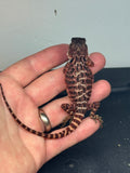 RM413 female, 100% Red Monster, het hypo