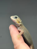 #1406 Female, hypo, trans, possible het zero, Witblits Bearded dragon for sale