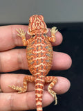 RM756, female, hypo, 50% Red monster bearded dragon for sale