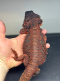 RM414 female, 100% Red Monster, het hypo