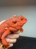 RM414 female, 100% Red Monster, het hypo