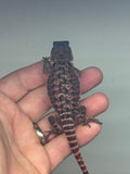 RM414 female, 100% Red Monster, het hypo