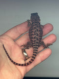 RM414 female, 100% Red Monster, het hypo