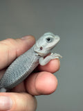 #1409, female, hypo, trans, possible het wits, Zero Bearded Dragon for sale