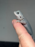 #1409, female, hypo, trans, possible het wits, Zero Bearded Dragon for sale