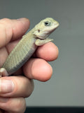 #1407, Female, hypo, trans, possible het zero, Witblits Bearded dragon for sale