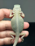 #1408, Male, hypo, trans, possible het zero, Witblits Bearded dragon for sale