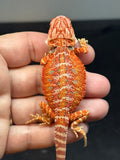 RM758, female, hypo, 50% Red Monster bearded dragon for sale