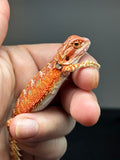 RM758, female, hypo, 50% Red Monster bearded dragon for sale