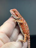 RM758, female, hypo, 50% Red Monster bearded dragon for sale