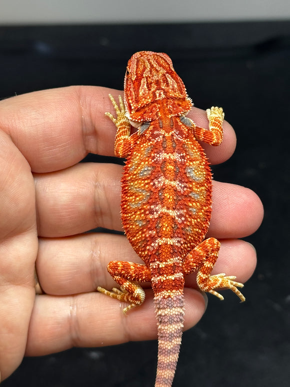 RM759, male, hypo, blue bar, 50% Red Monster bearded dragon for