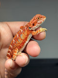 RM759, male, hypo, blue bar, 50% Red Monster bearded dragon for sale