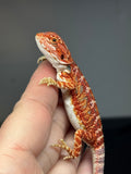 RM759, male, hypo, blue bar, 50% Red Monster bearded dragon for sale